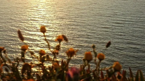 Flowers in the ocean sunset 库存影片 65028892