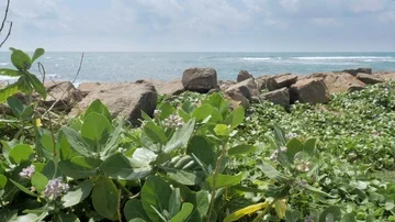 Flowers Ocean View Slowmotion 4k Stock Footage 85755365
