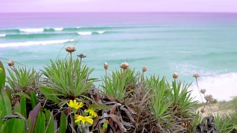 Flowers with ocean waves on the background Stock Footage