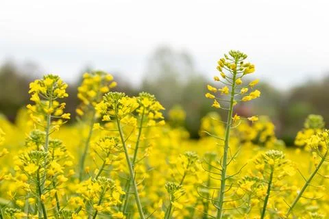 Flowers of oil beet blossomed. Field of rapeseed background. Yellow flowers w Stock Photos