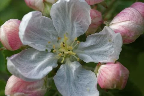 Flowers of an old apple-tree Stock-Fotos