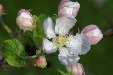 Flowers of an old apple-tree Foto stock