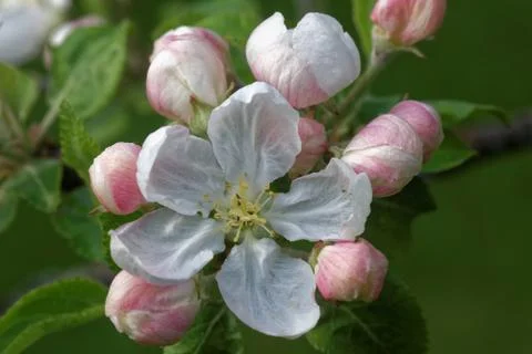 Flowers of an old apple-tree Stock Photos