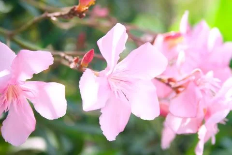 Flowers of oleander Stock Photos