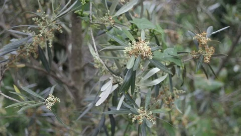 Flowers in olive tree Video stock 114614101