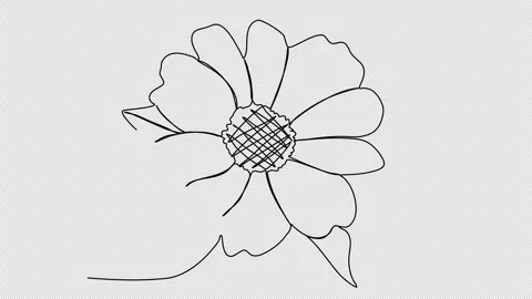 Flowers one line drawing animation. Video clip with alpha channel. Video stock 259070845