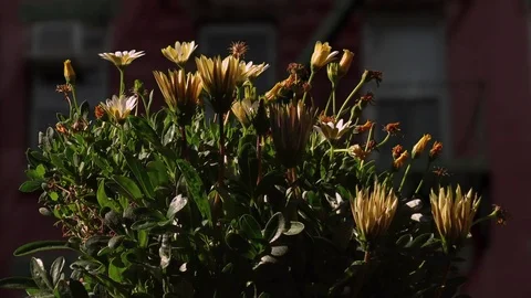 Flowers Open with Sunrise - TimeLapse Stock Footage 77374066
