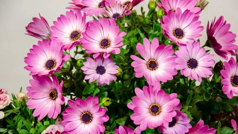 Flowers opening - 4K time lapse Stock Footage 153363880