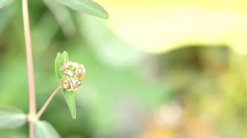 Flowers Or Macro Flower Video stock 87861495