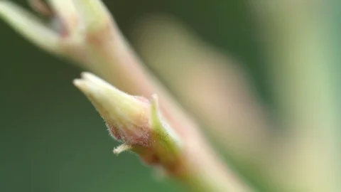 Flowers Or Macro Small Flower Bud Video stock 87861614