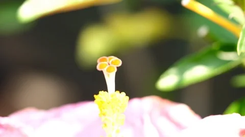 Flowers Or Middle Of Flowers Video stock 87861579