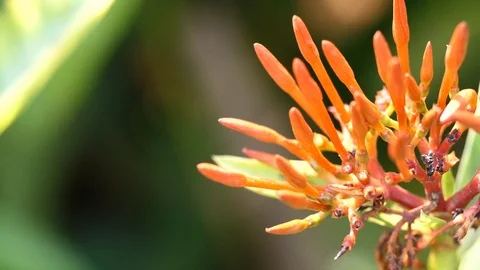 Flowers Or Spider Flower Video stock 87861758