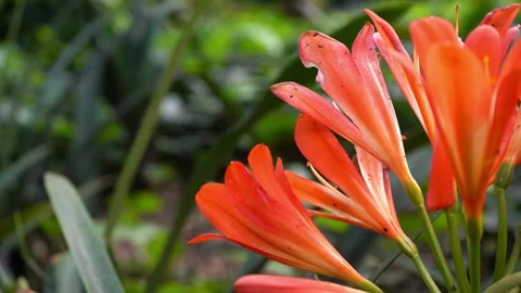 Flowers of Orange clivia, Clivia miniata. or Cape lily. Stock Footage 284136015