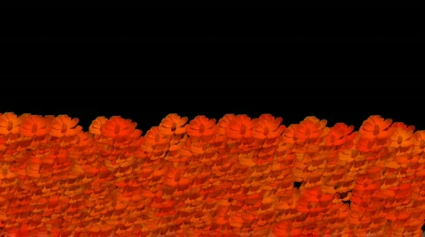 Flowers orange Stock-Footage 682168