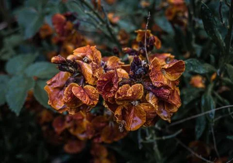 Flowers in Orange Foto stock