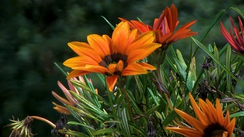 FLOWERS ORANGE RED NATURE Stock Footage 91040503