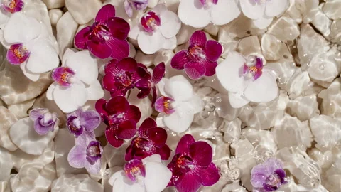 Flowers orchid on water surface with drops. Pure water with reflections sunlight Stock Footage 248137828