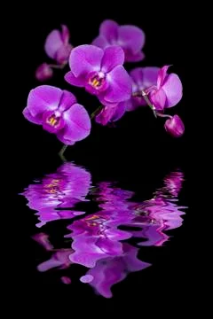Flowers of orchids Stock Photos