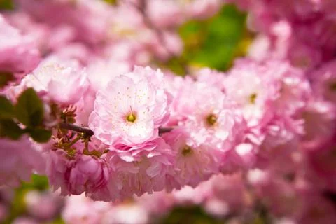 Flowers of the oriental cherry Stock Photos