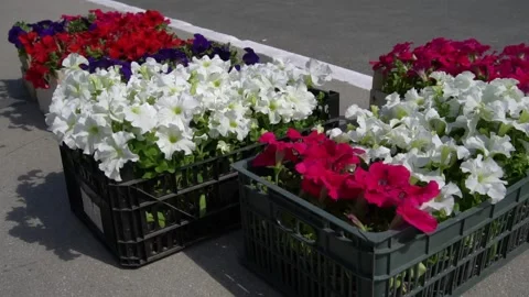 Flowers outside in boxes Stock Footage 131613671