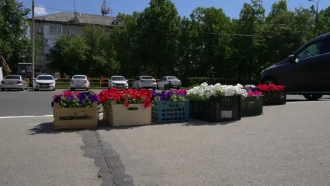 Flowers outside in boxes Stock Footage 131614120