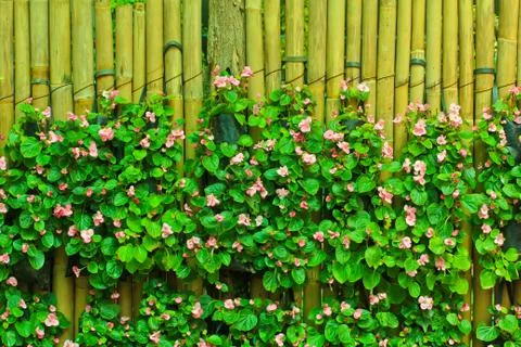 Flowers over bamboo Stock Photos