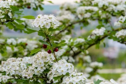 Flowers over a tree in spring season Stock Photos
