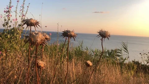 Flowers overlooking the sea Stock Footage 112977661
