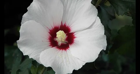 The flowers of P V N D (25) Video stock 115649050
