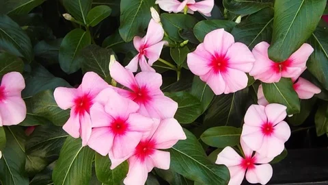 The flowers of P V N D (38) Video stock 115650389