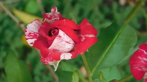 The flowers of P V N D (48) Video stock 115651425