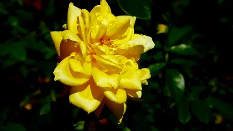 The flowers of P V N E (73) Video stock 122747774