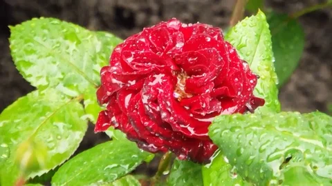 The flowers of P V N Video stock 114895976