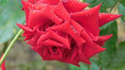The flowers of P V N Video stock 116665026