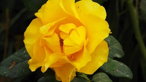 The flowers of P V N Video stock 119085619
