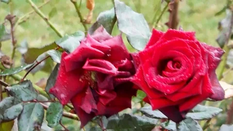 The flowers of P V N = I = (354) Video stock 119254470
