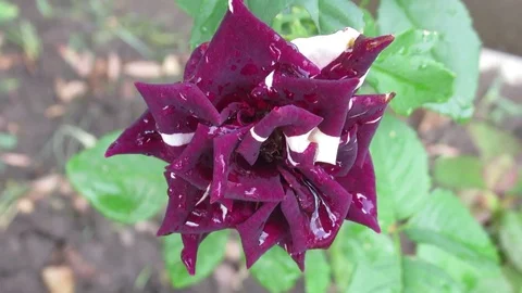 The flowers of P V N Q (63) Video stock 115640520