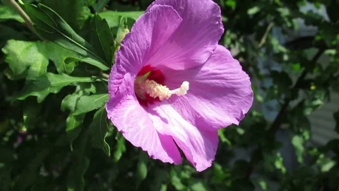 The flowers of P V N Q (85) Video stock 115644758