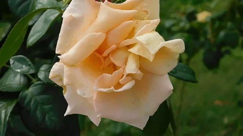 The flowers of P V N R (382) Video stock 116674468