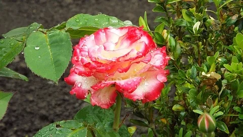 The flowers of P V N s (84) Video stock 114890782