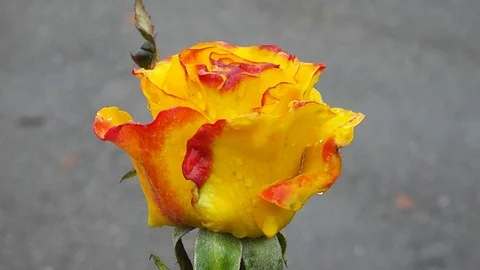 The flowers of P V N W (32) Video stock 115762384