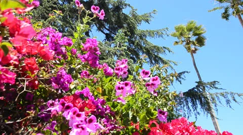 Flowers with Palm Tree Stock Footage 25845989