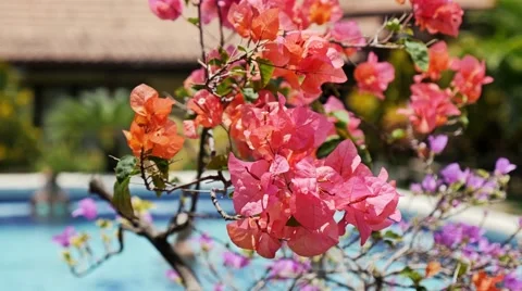 Flowers Pan 4k Stock Footage 58248050