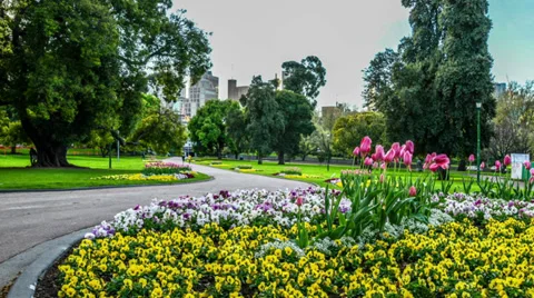 Flowers panning Stock Footage 32420014