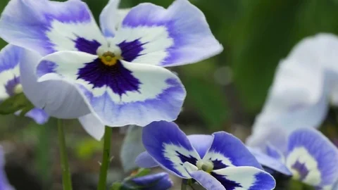 The Flowers Of Pansy Video stock 76231908