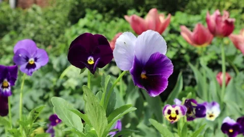 Flowers of 'Pansy' in the garden Stock Footage 274123798