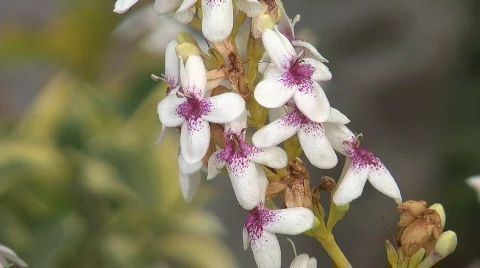 Flowers in Paradise Video stock 751118