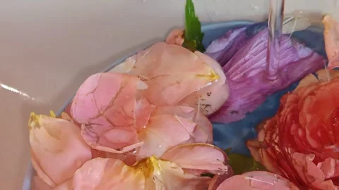 Flowers of Paradise Stock Footage 315695898