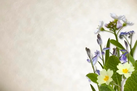 Flowers on parchment background Stock Illustration