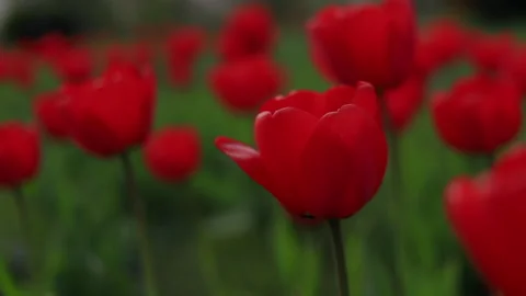 Flowers in the park at close range sway in the wind Stock Footage 130941463